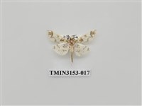 藏品(螟蛾304)的圖片